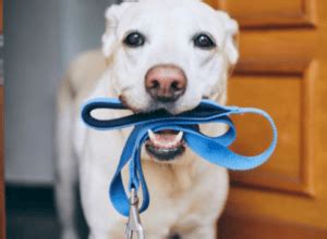 how to wash pet leashes with fabric plastic and metal|washing leather leash for dogs.